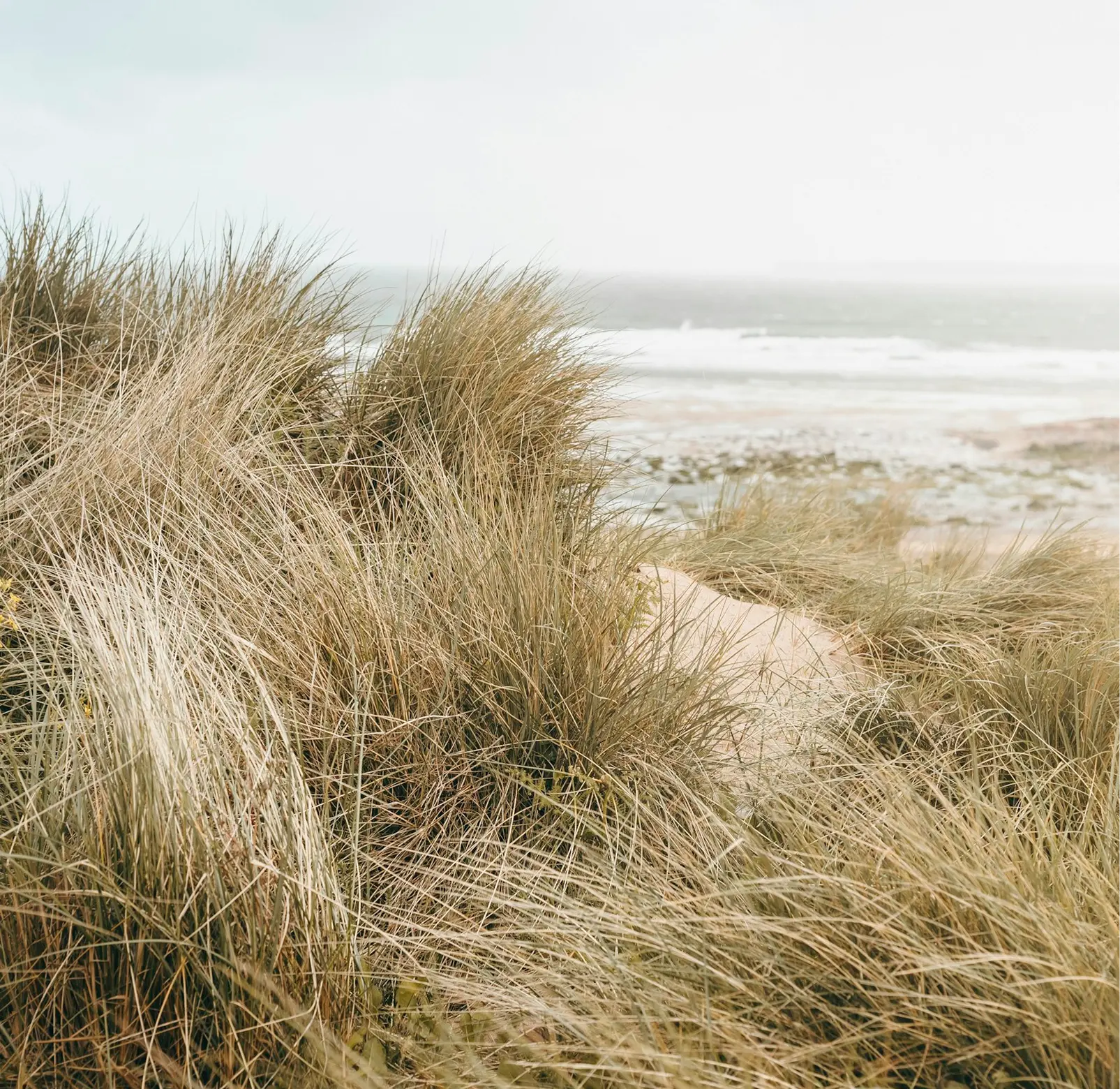 Windswept beach grass and dunes meeting the ocean